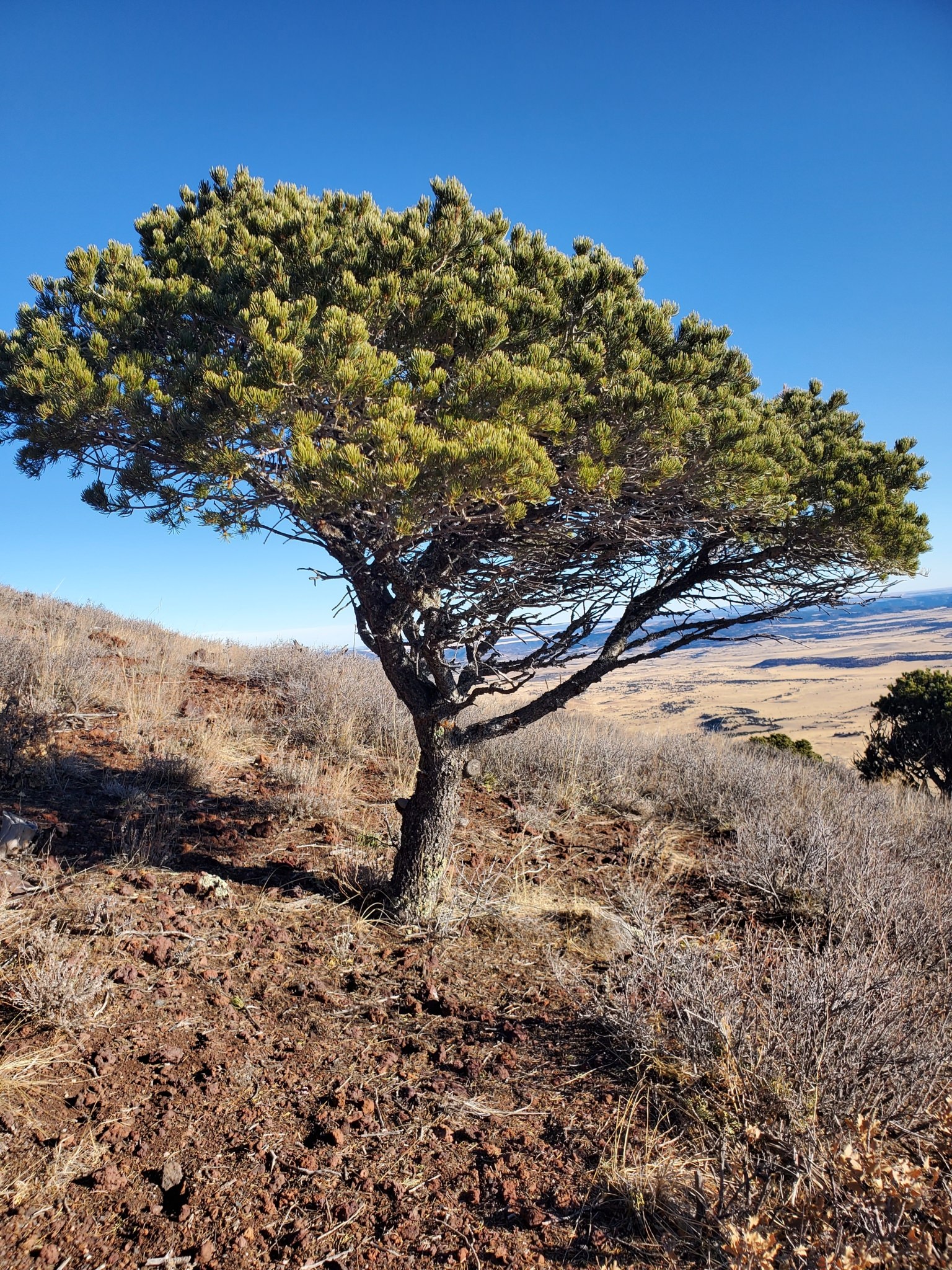 Pinus edulis